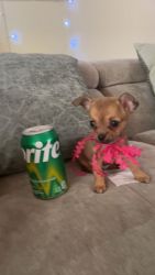 Chihuahua Female Small Puppy