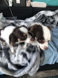 Two beautiful longhair Chihuahua’s. Both male