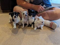 Chihuahua puppies for sale. Ready for a loving home.