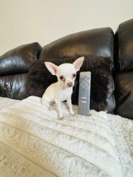 Beautiful Chihuahua puppies , pedigree excellent quality XXS