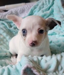 Merle Chihuahua puppies CKC registered