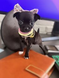 Camila the tiniest chihuahua