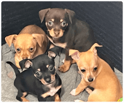 Beautiful chihuahuas for sale!!