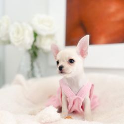 Gorgeous Chi Pups Available