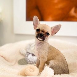 Absolute Gorgeous Apple head Chihuahua puppies