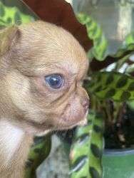AKC. Male Apple Chihuahua with champion Russian lines. Big dome head,