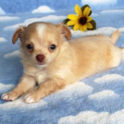 Cream Male Chihuahua