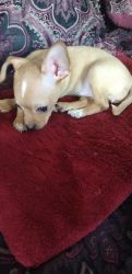 Or best offer Cute Chihuahua puppies