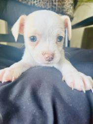 Little Chihuahua with blueeyes needs a new home.