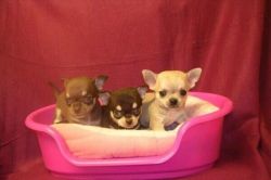 Quality Chihuahua puppies for sale.