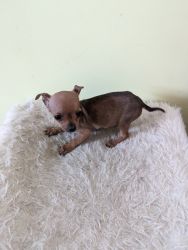 Male red Chihuahua puppy
