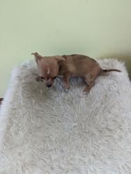 Red female Chihuahua puppy
