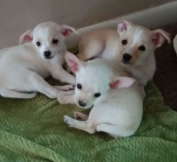 8 week old Chihuahua puppies