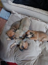 Puppies looking for loving owner