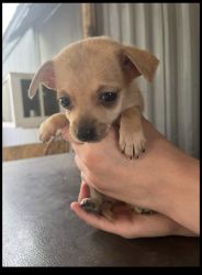 Chihuahua baby named Luna