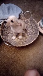 Chihuahua puppies up for adoption