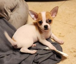 Adorable Tricolor Chihuahua