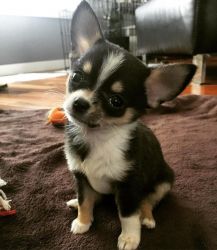 Angelic chihuahua puppies available!