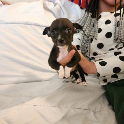 chihuahua puppies looking for their forever home