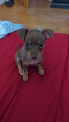 Chihuahua puppy for sell