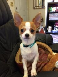 AKC Male Chihuahua, five months old, sweet and lovable.