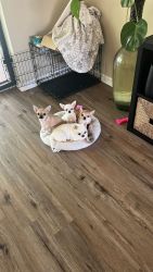 Chihuahuas Puppies for sale