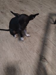 Selling 2 month old puppy