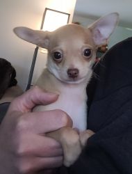 Tiny female Chihuahua puppy looking for furever home!