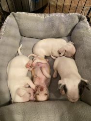 Cute Chihuahua’s for sale