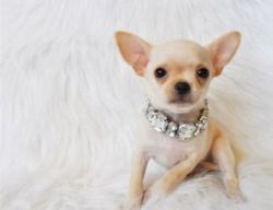 Beautiful Chihuahua puppies for sale