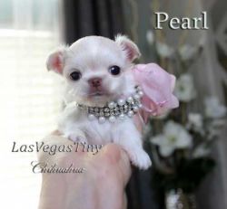 Pearl white/cream longhair tiny female