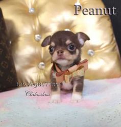 Tiny Peanut, chocolate