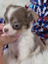 Chihuahua (tiny)