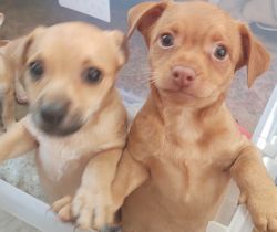 Chihuahuas puppies