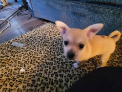 6 week old Chihuahua pups for sale