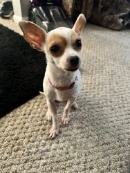 A Small Chihuahua