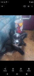 Looking to re-home puppies mixed with Chihuahua and shitzui