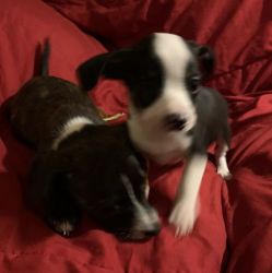 8 wk old male Chihuahuas