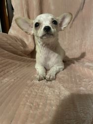 Apple head Chihuahua female