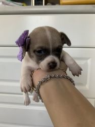 Chihuahua puppies for sell