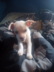 I have puppies Chihuahua mixed with shitzui