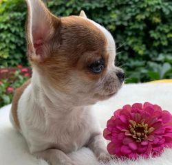 Chihuahua puppies available for adoption and for rehoming