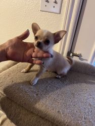 Chihuahua puppy for saleph