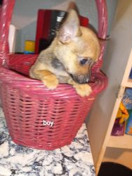 Teacup Chihuahua pup boy