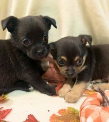 Tiny Chihuahuas