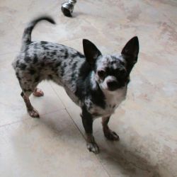 Scarlette Chihuahua Silver Merle 2 yrs on hold