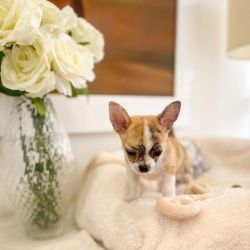 Apple Head Chihuahua Puppies For New Homes
