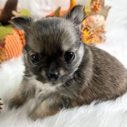 Black Sabled Fawn Male Chihuahua