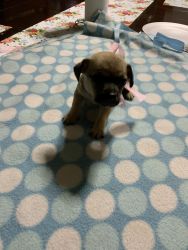6 chihuahua puppies for sale
