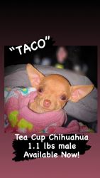 Tiny teacup male chihuahua 1 lb “TACO”